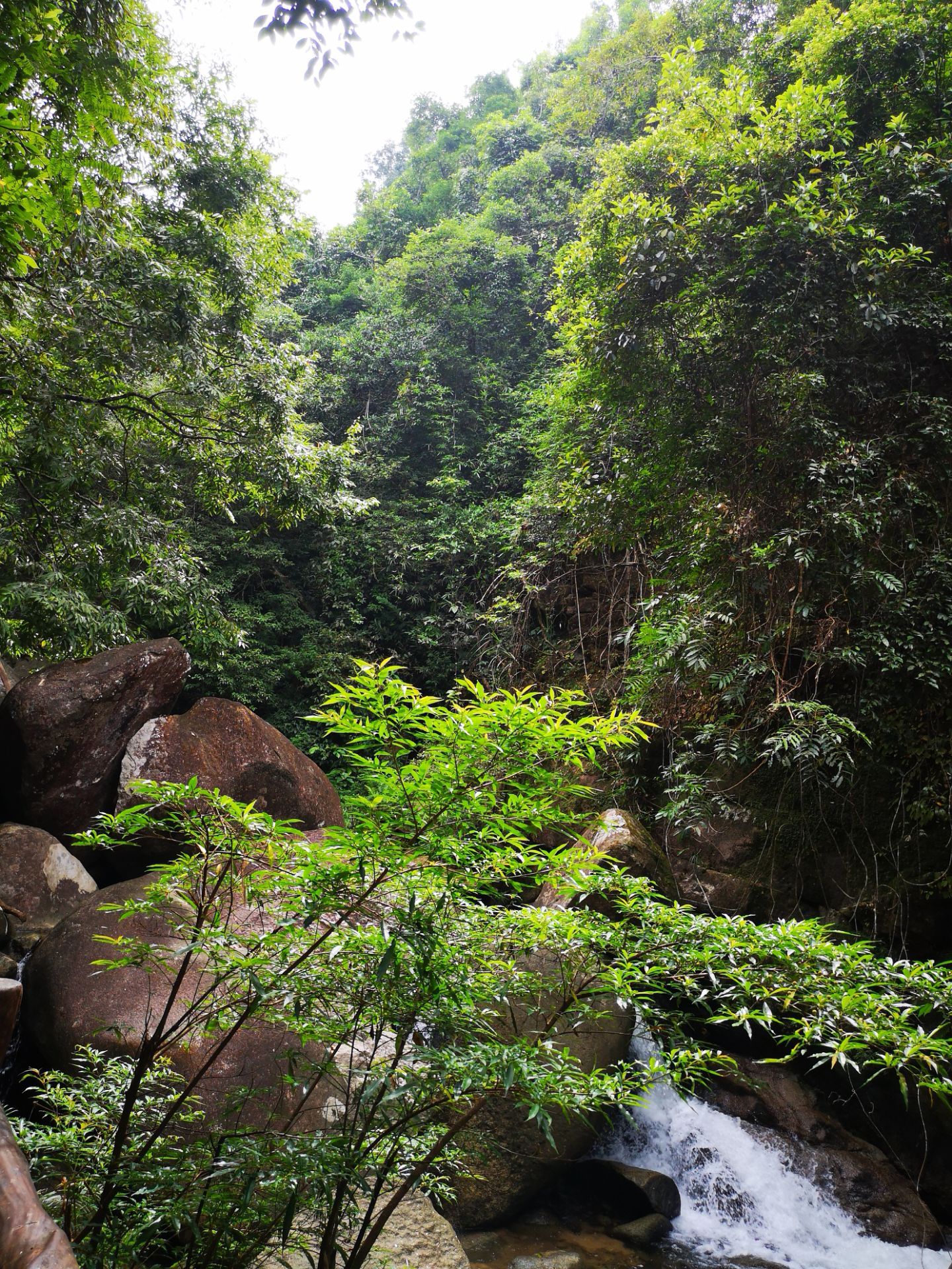 中国钻石级雨林景区-呀诺达雨林文化旅游区-搜狐大视野-搜狐新闻