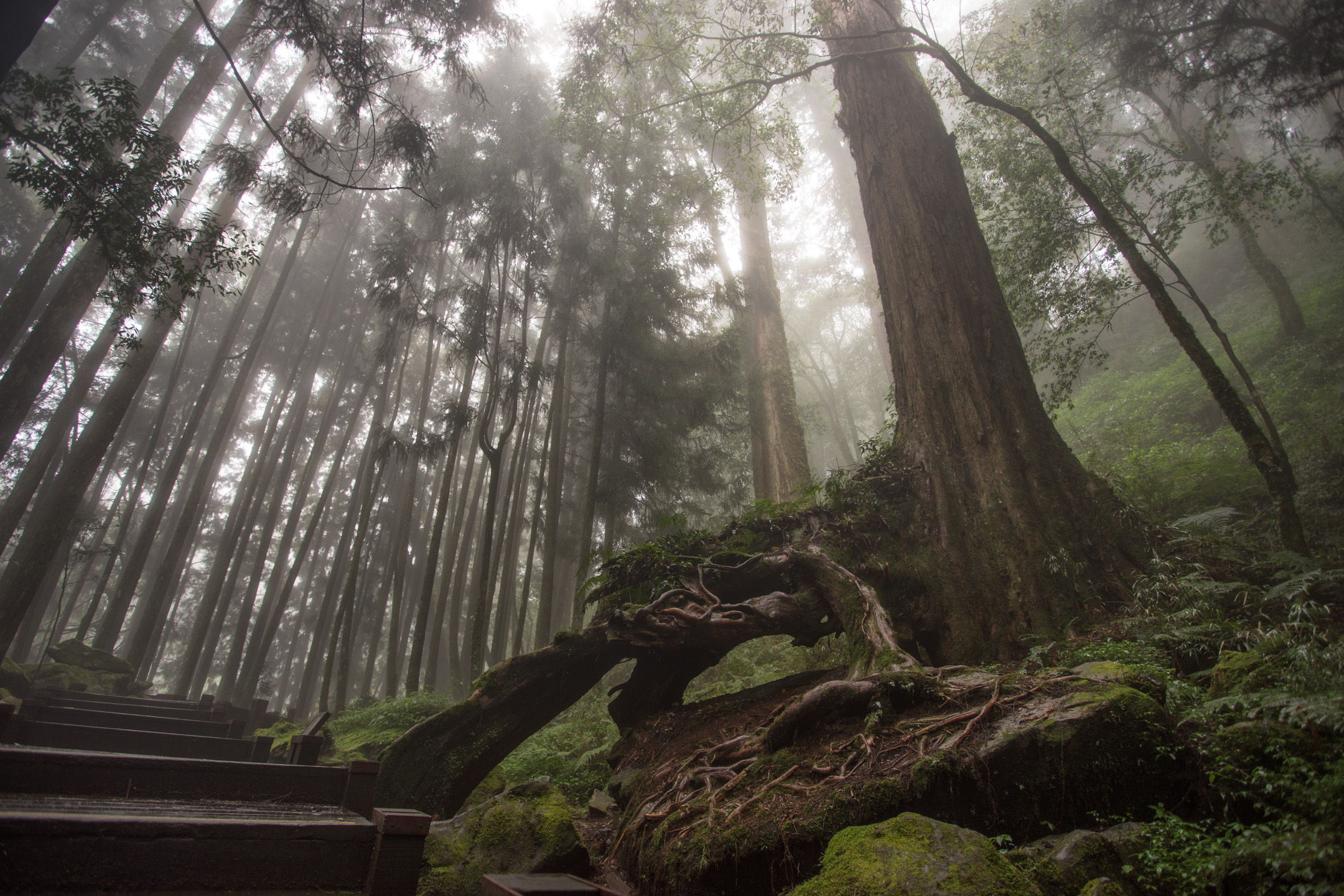 【臺灣印象】—(05)阿里山