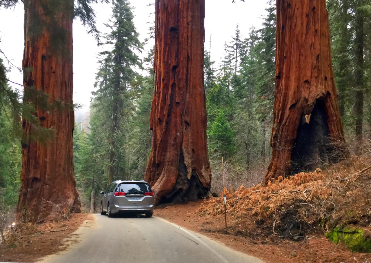 巨型美国加州红杉在森林里 库存照片. 图片 包括有 常青树, 全能, 本质, 巨大, 大量, 高涨, 室外 - 89147680