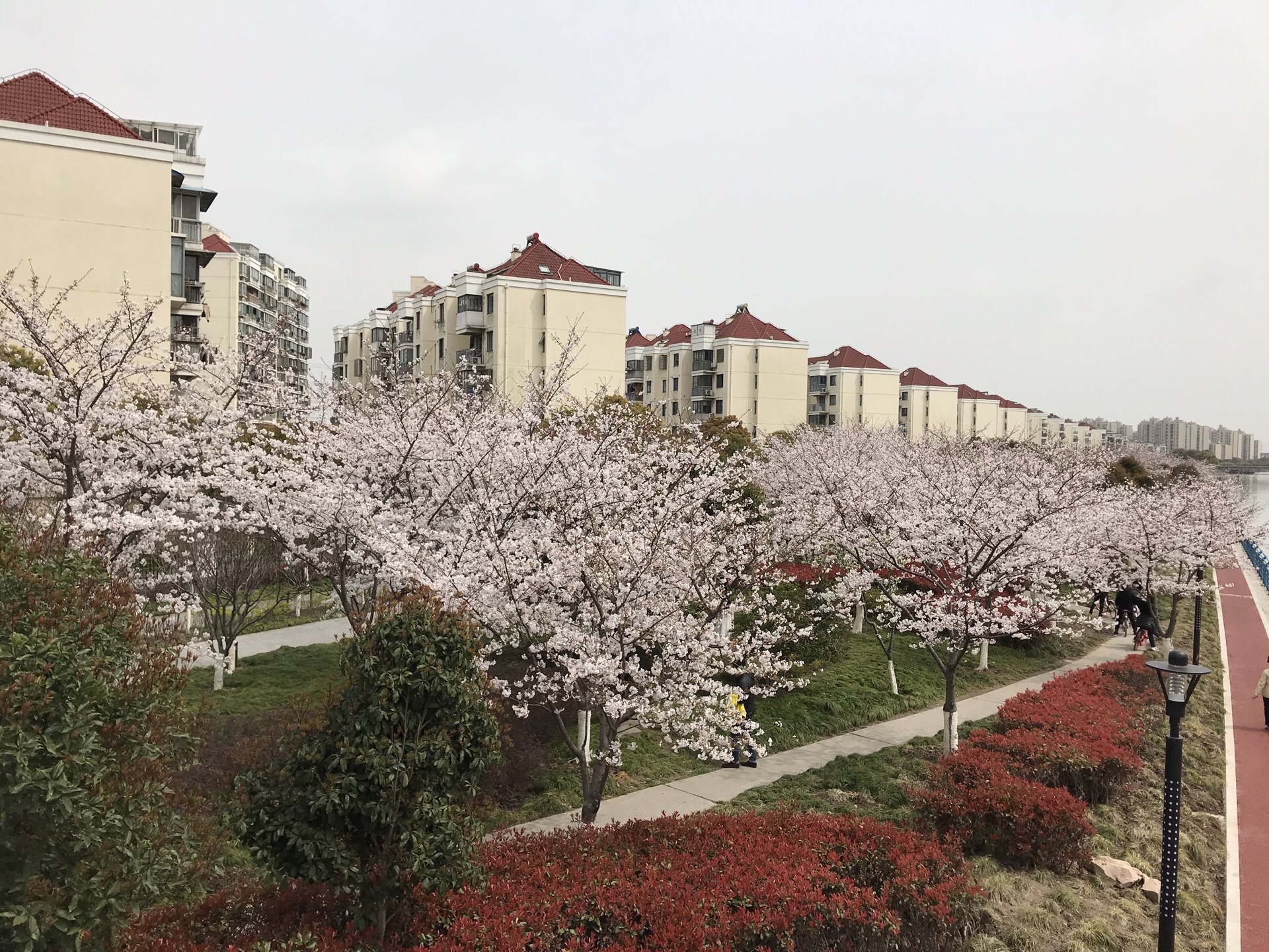 高东樱花图片