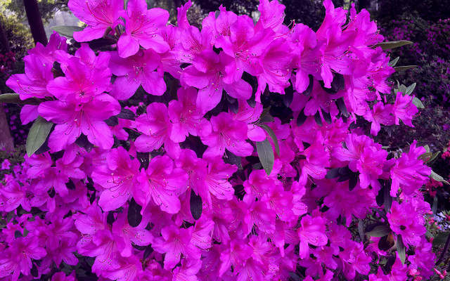 莫道人间西施美 且看花中西施占花魁 武汉植物园杜鹃花美不胜收 武汉游记攻略 携程攻略