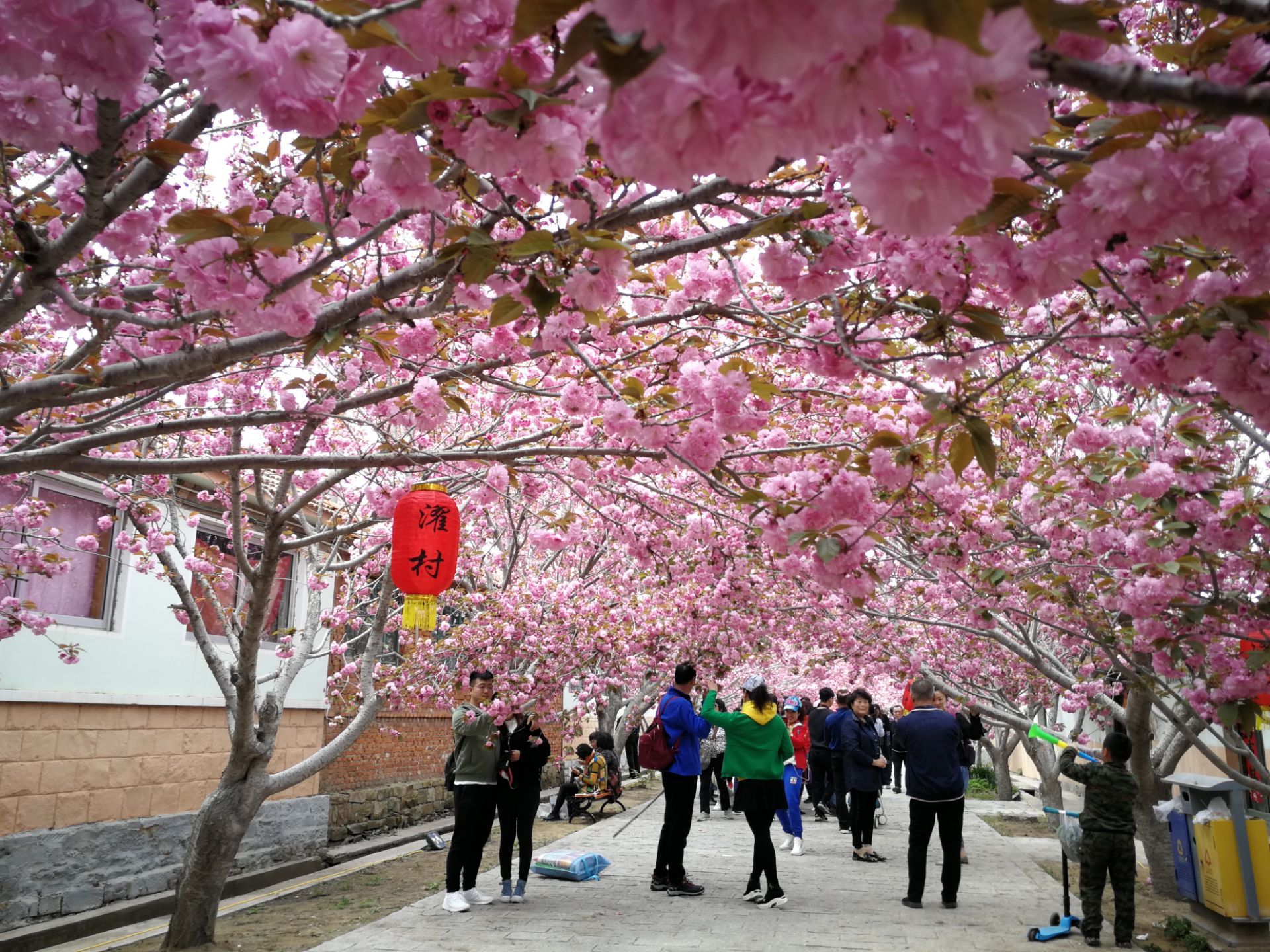 这是今天早上来自旅顺203樱花园的实时图片——粉色的落樱铺满了地面|樱花园|旅顺|粉色_新浪新闻