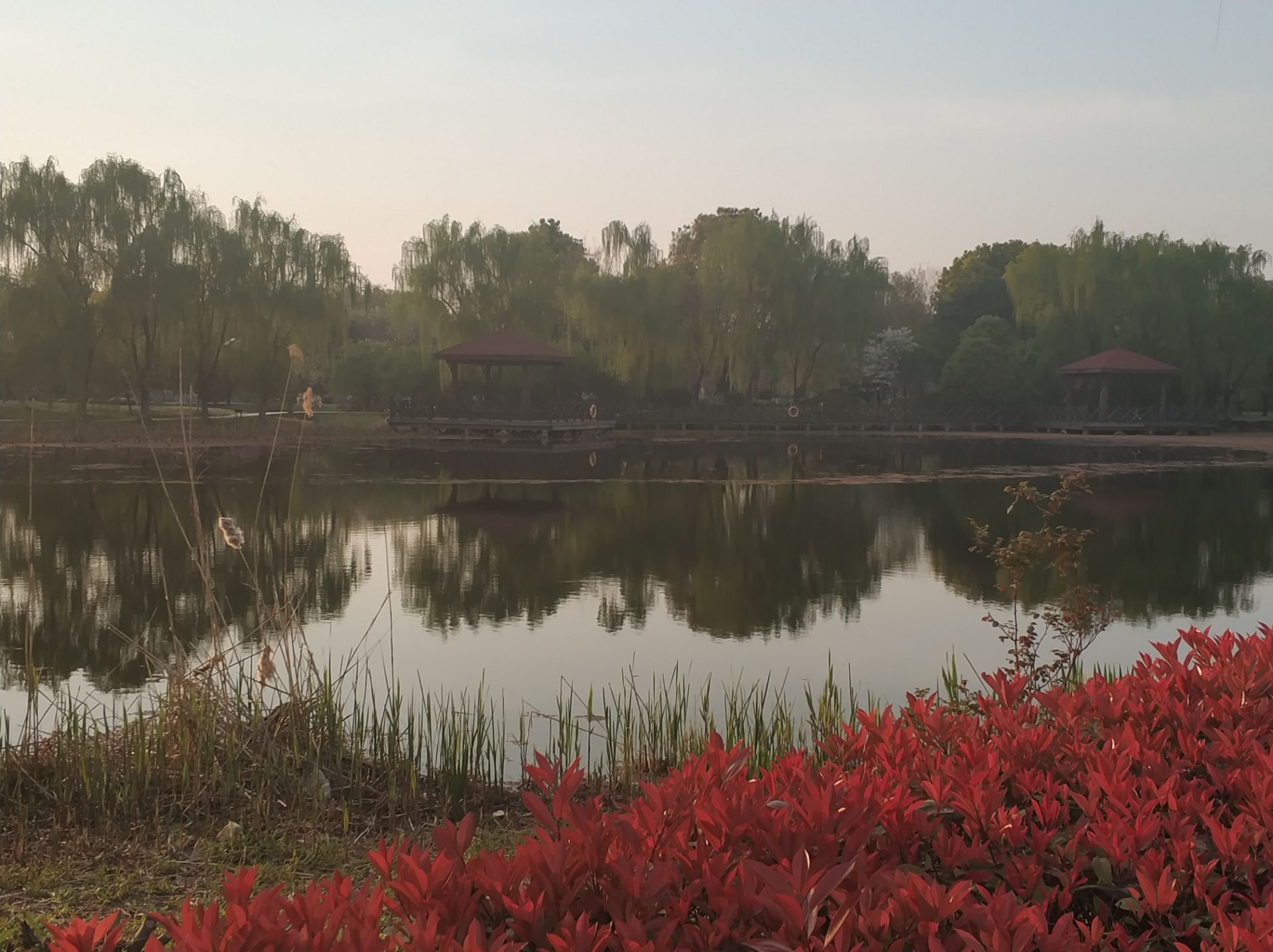 2019荷塘月色湿地公园-旅游攻略-门票-地址-问答-游记点评，苏州旅游旅游景点推荐-去哪儿攻略