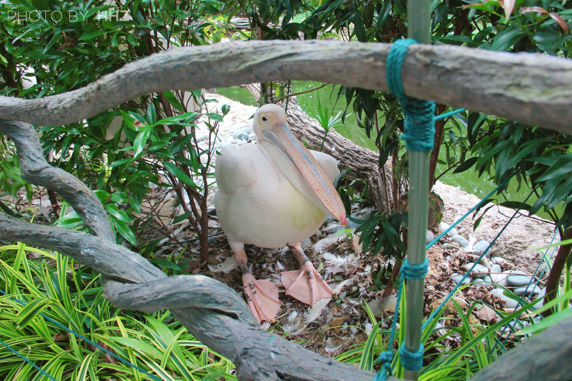 新加坡動物園