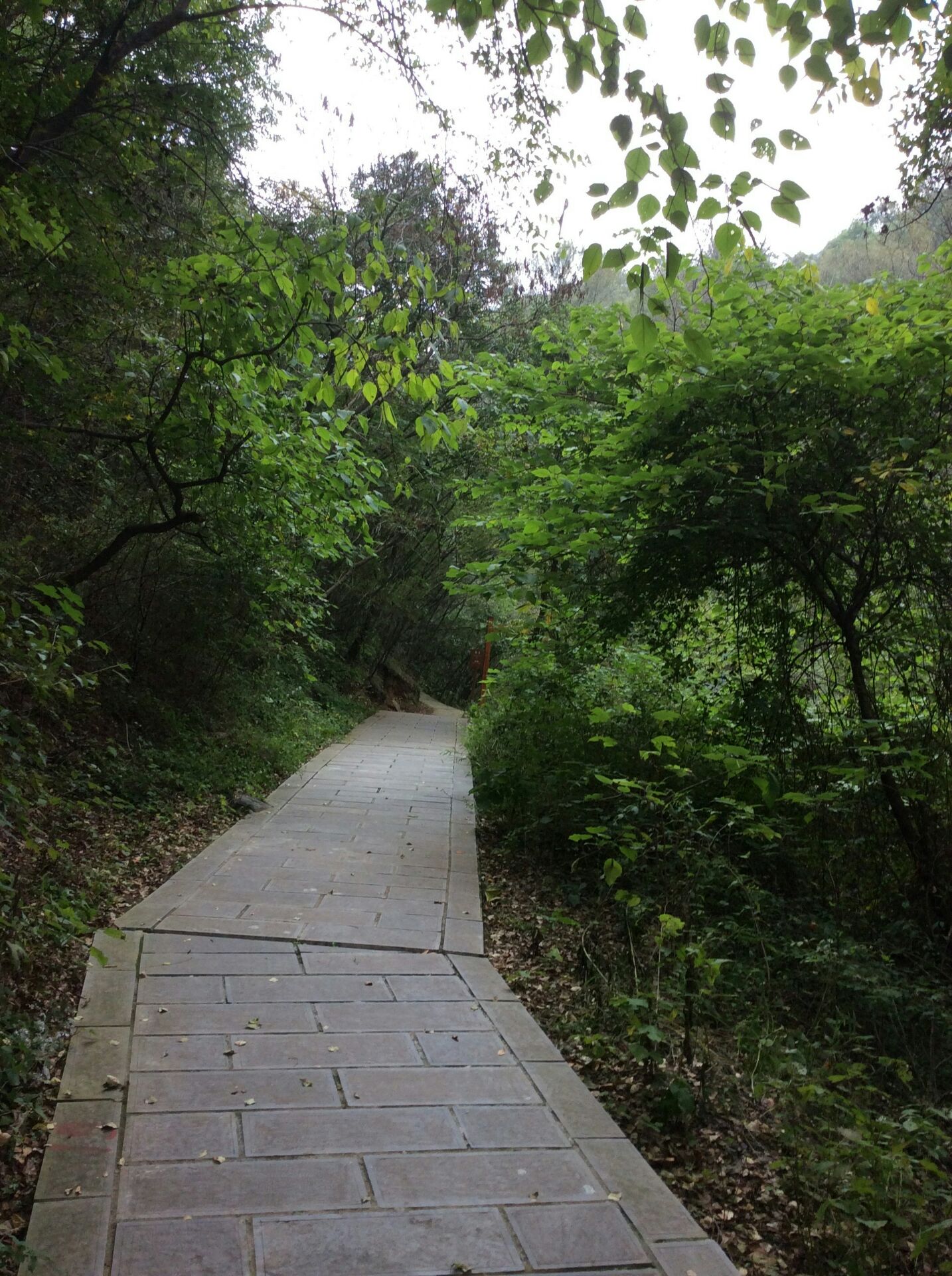 燕子山原始生态旅游风景区