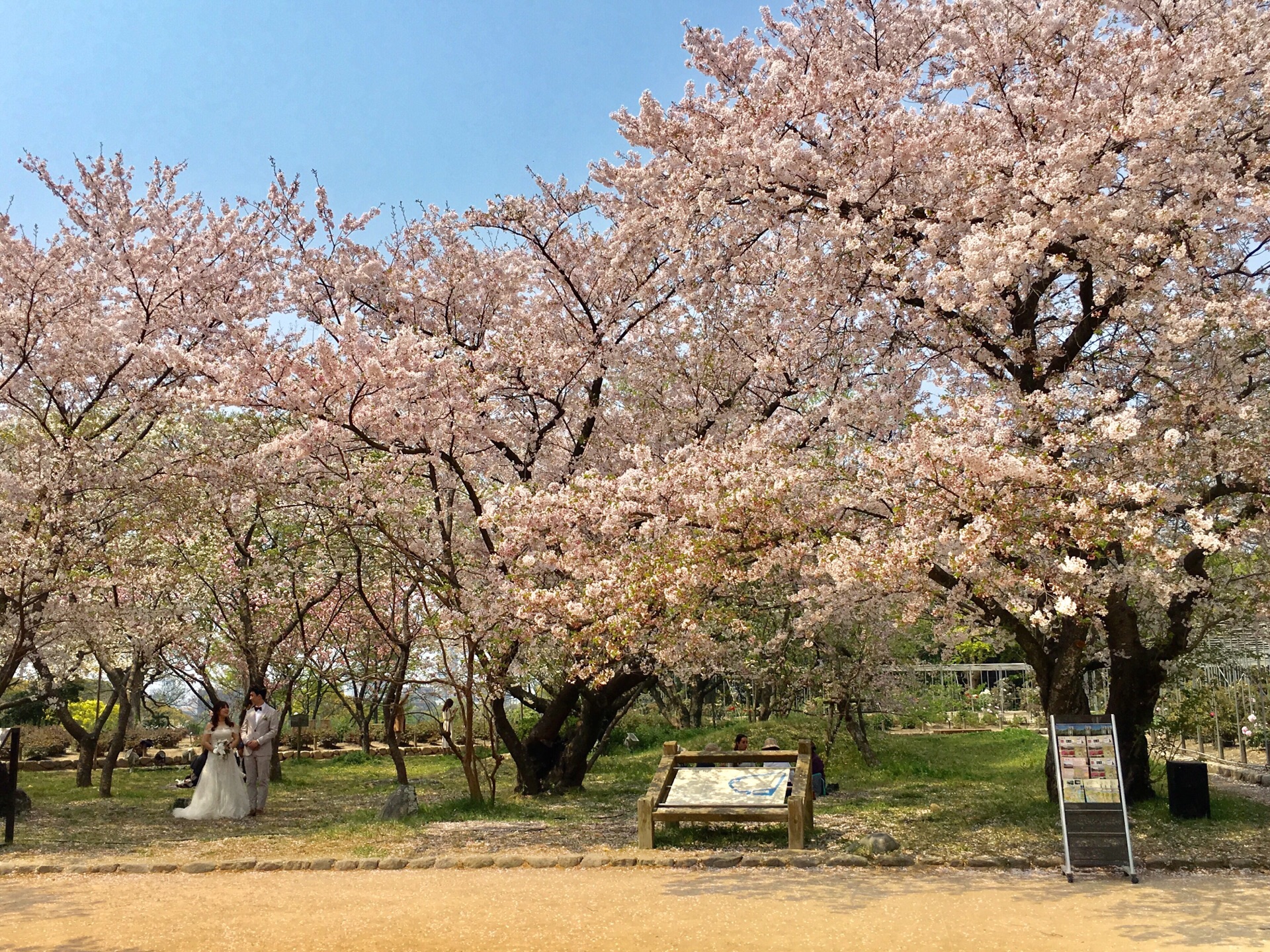 舞鹤公园是福冈市有名的伤痛名所,每到樱花季围绕着古城墙大片的樱花