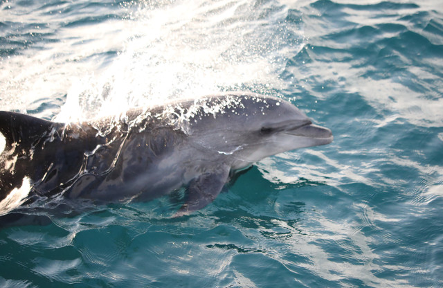 瓶鼻海豚（bottlenose dolphins）瓶鼻海豚在跳跃（bottlenose dol