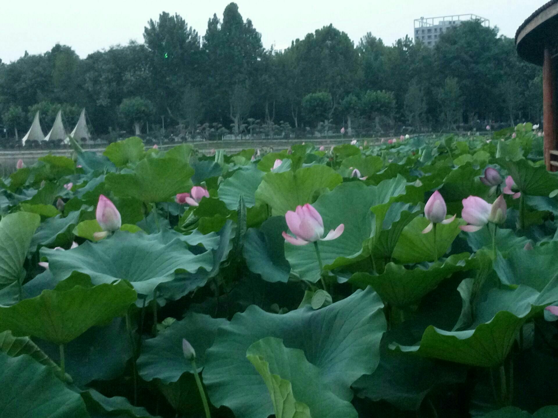 2025世纪公园游玩攻略,非常不错的公园,傍晚散步好... 【去哪儿攻略】