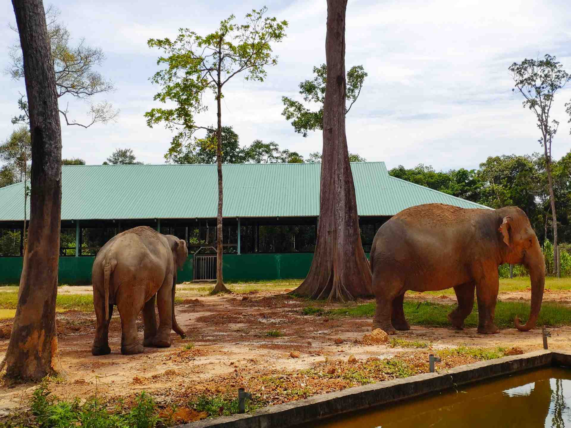 富國島富國島safari野生動物園好玩嗎,富國島富國島safari野生動物園