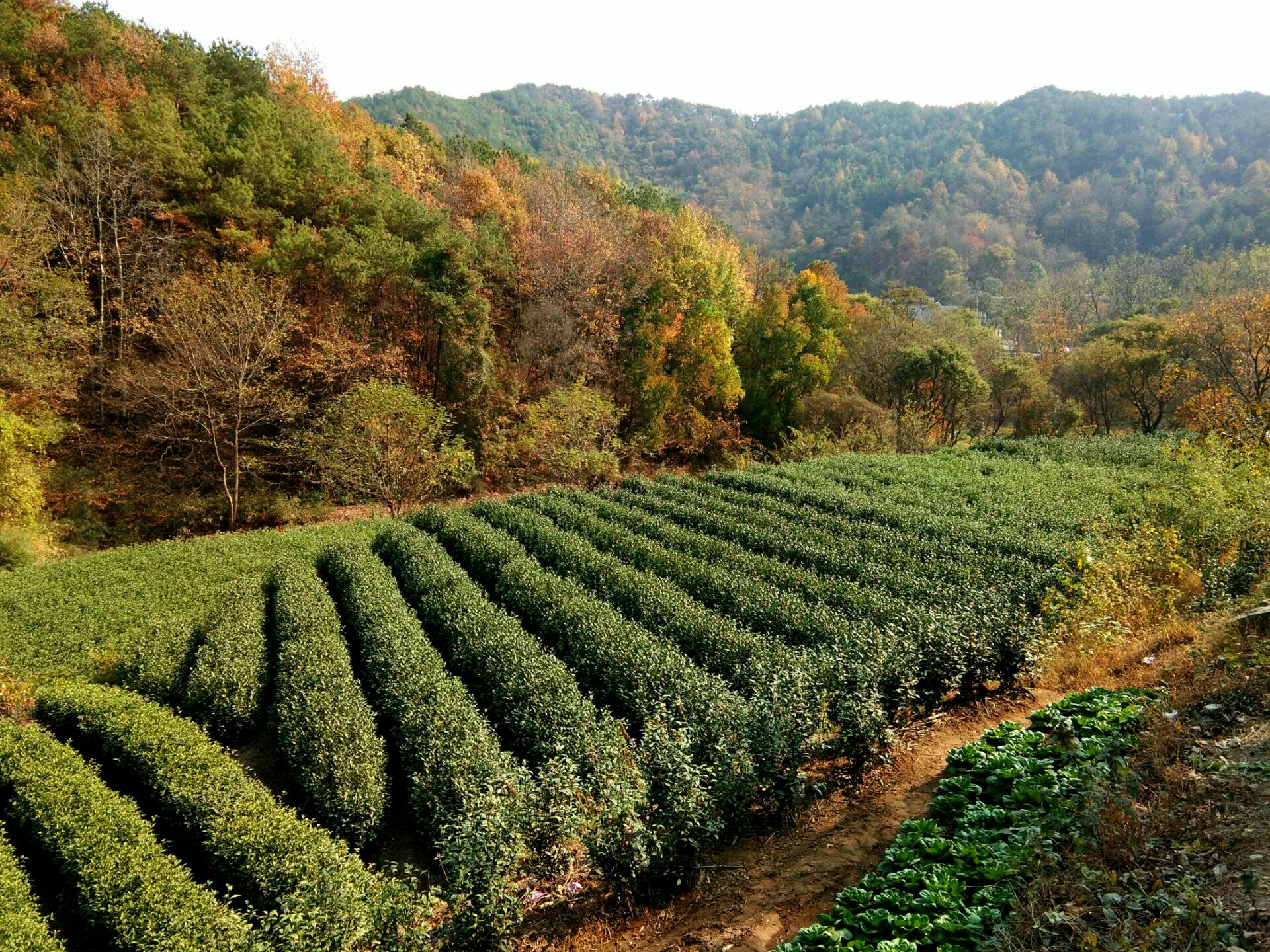 龙眠山