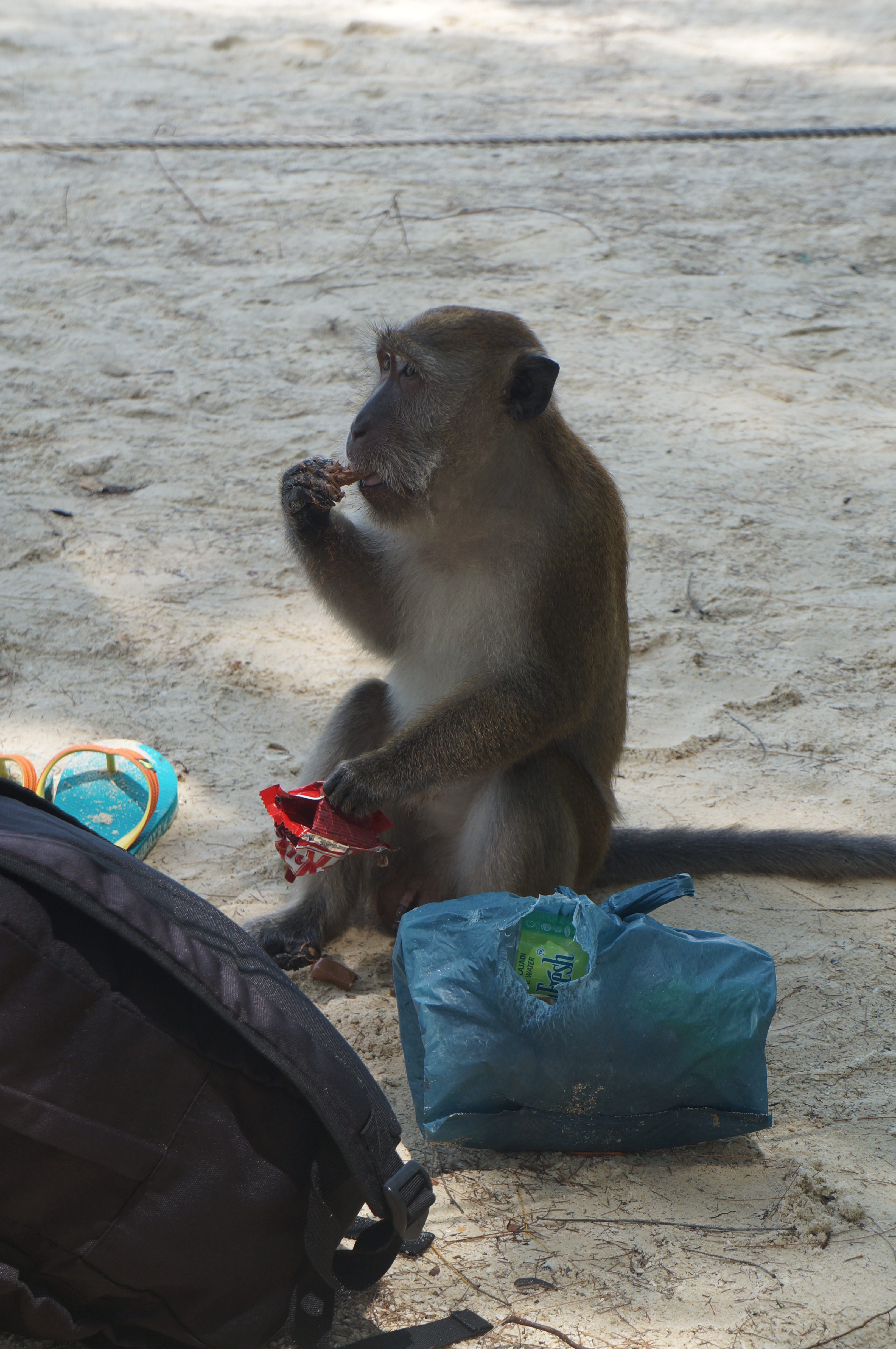 【携程攻略】普吉岛猴山适合朋友出游旅游吗,猴山朋友出游景点推荐