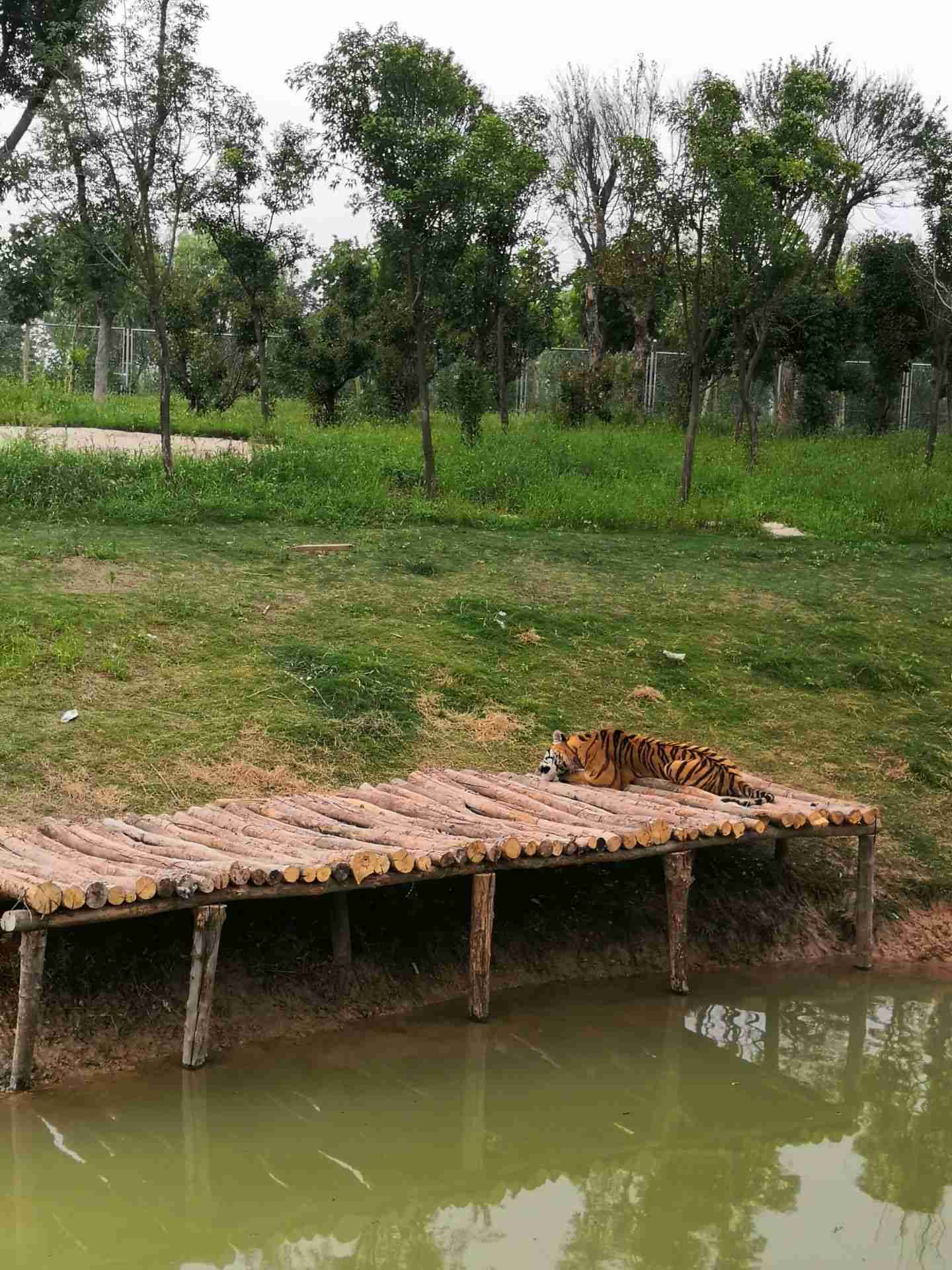 【攜程攻略】宿州宿州野生動物園景點,娃娃玩的很高興,環境不錯,動物