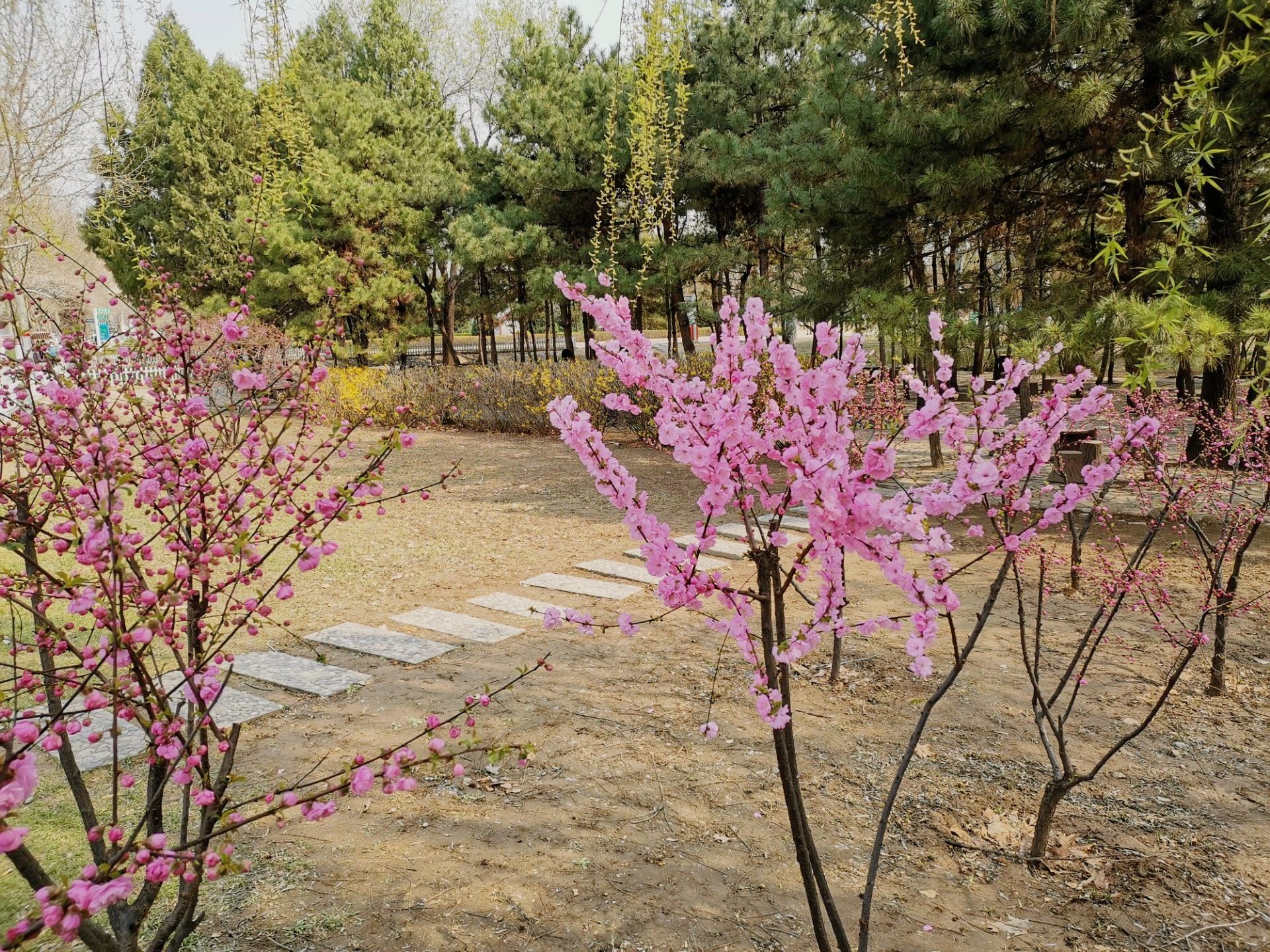 疫情期間保定植物園的花還是如約而至趕上週末那可是人山人海啊