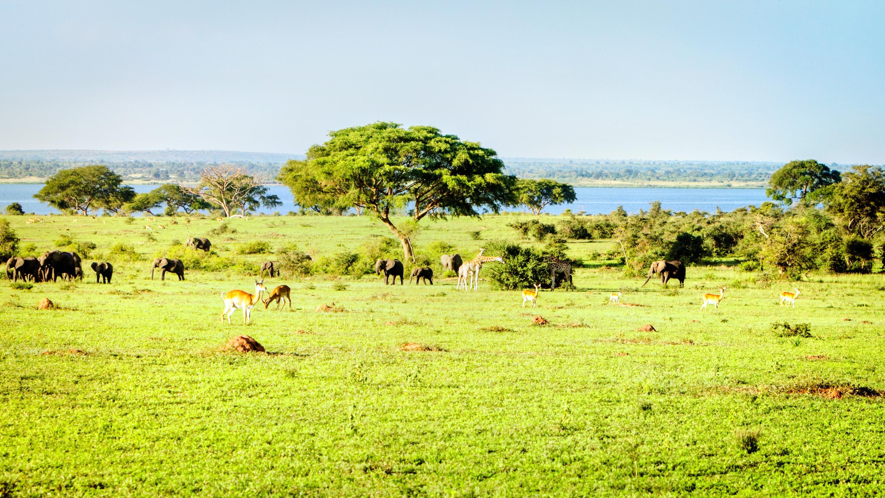 nile delta cruises - murchison falls