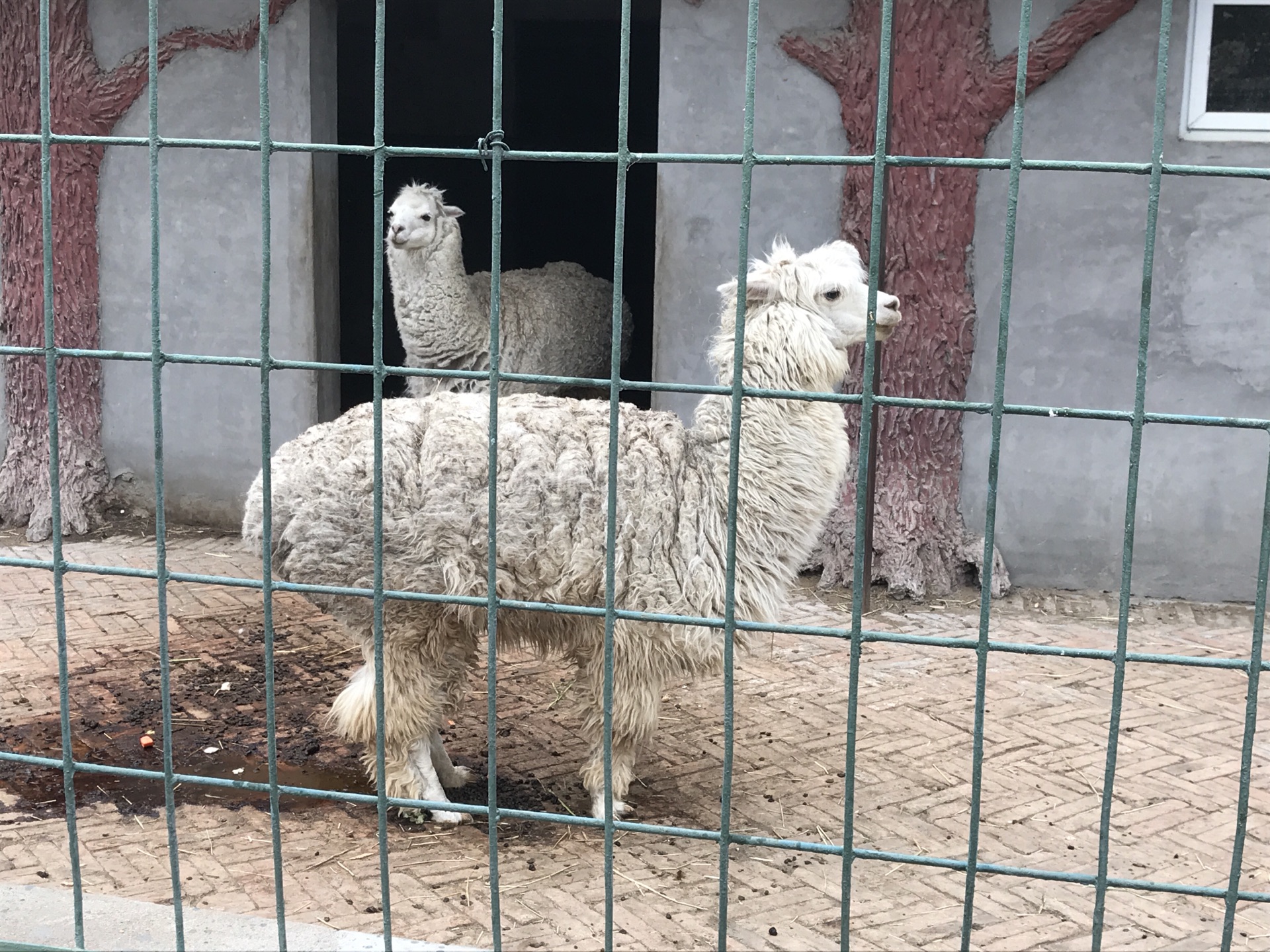 保定市動物園有熊貓嗎?