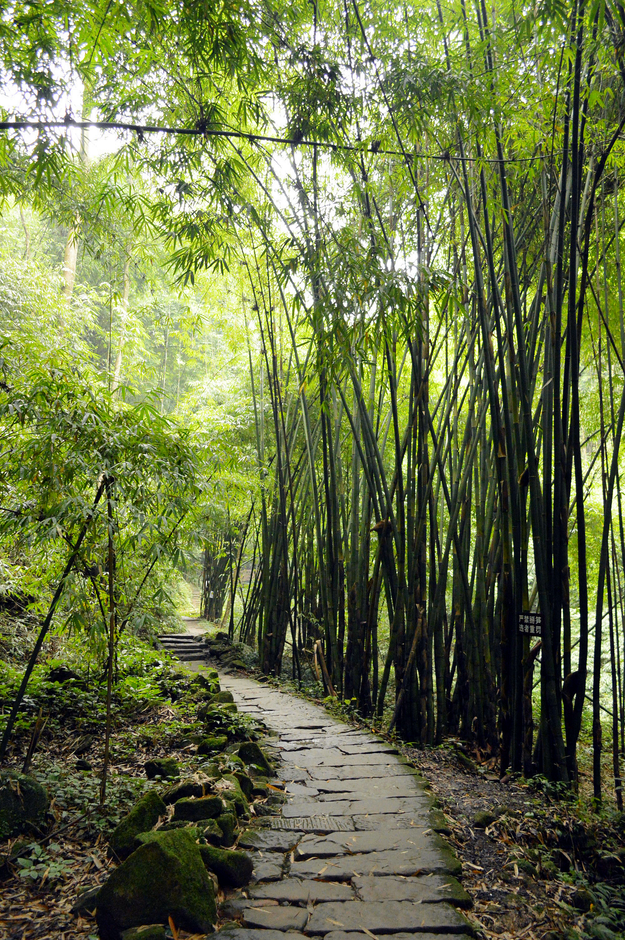 川西竹海峡谷自然景区图片