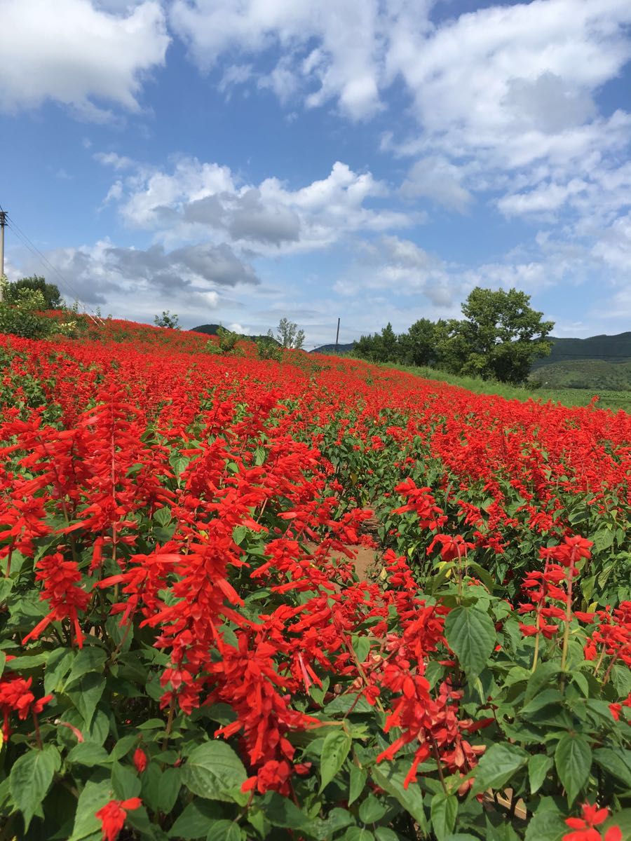 【攜程攻略】北京延慶四季花海好玩嗎,延慶四季花海景點怎麼樣_點評