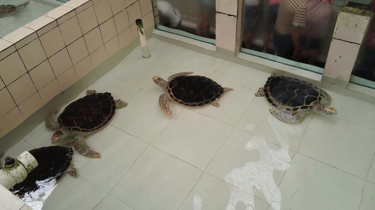 门票25元,里面就一个养海龟的地方.就一间屋子,不大,有十几个池.