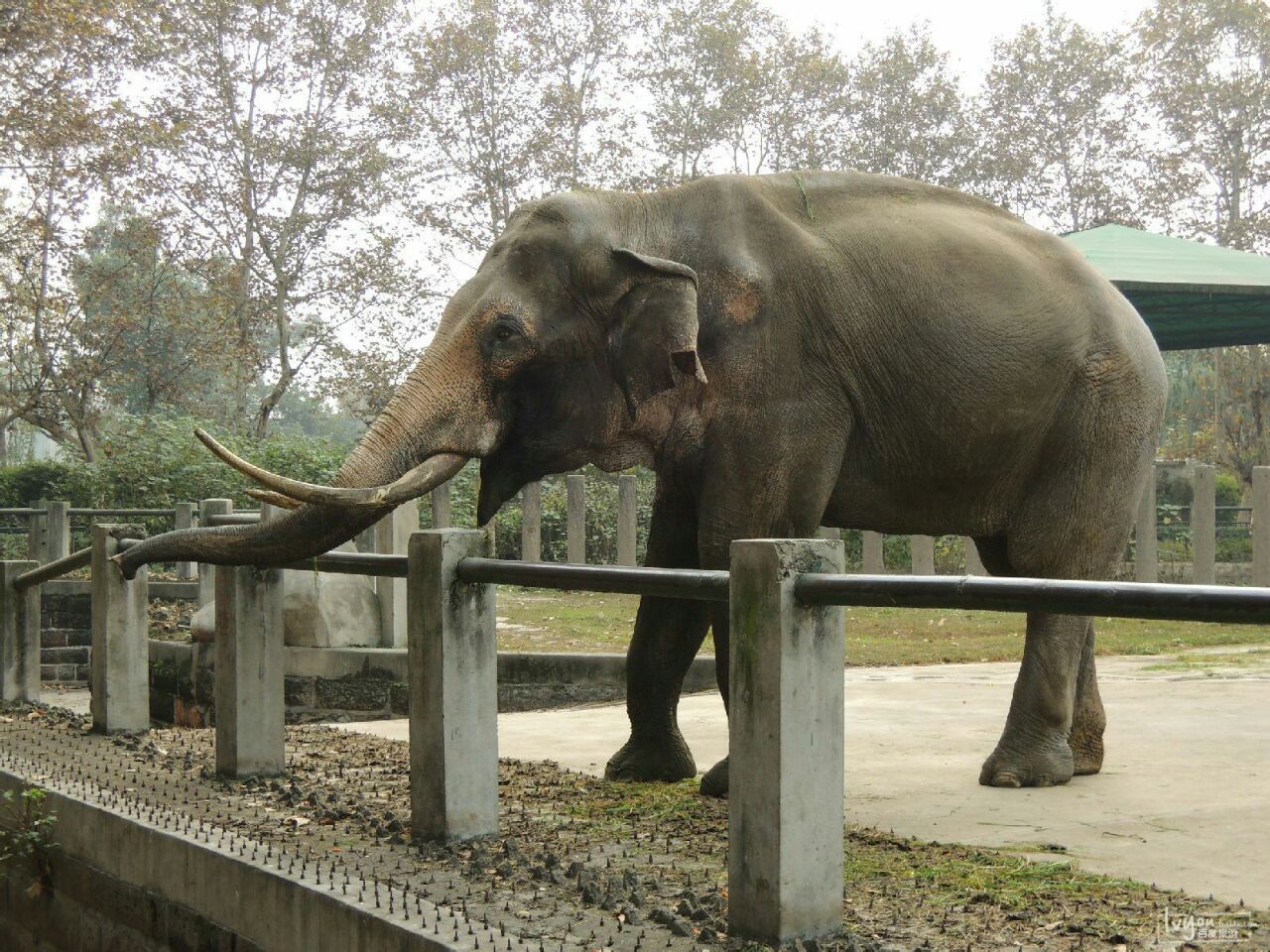 成都動物園