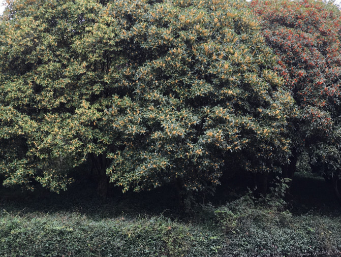 大观园之藕香榭——上海,浙江3日游第1日(4)