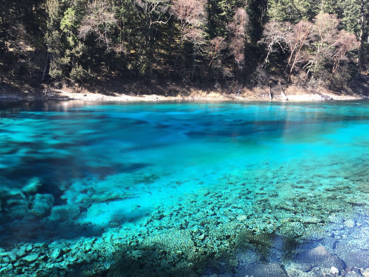 2019五彩池_旅遊攻略_門票_地址_遊記點評,九寨溝旅遊景點推薦 - 去