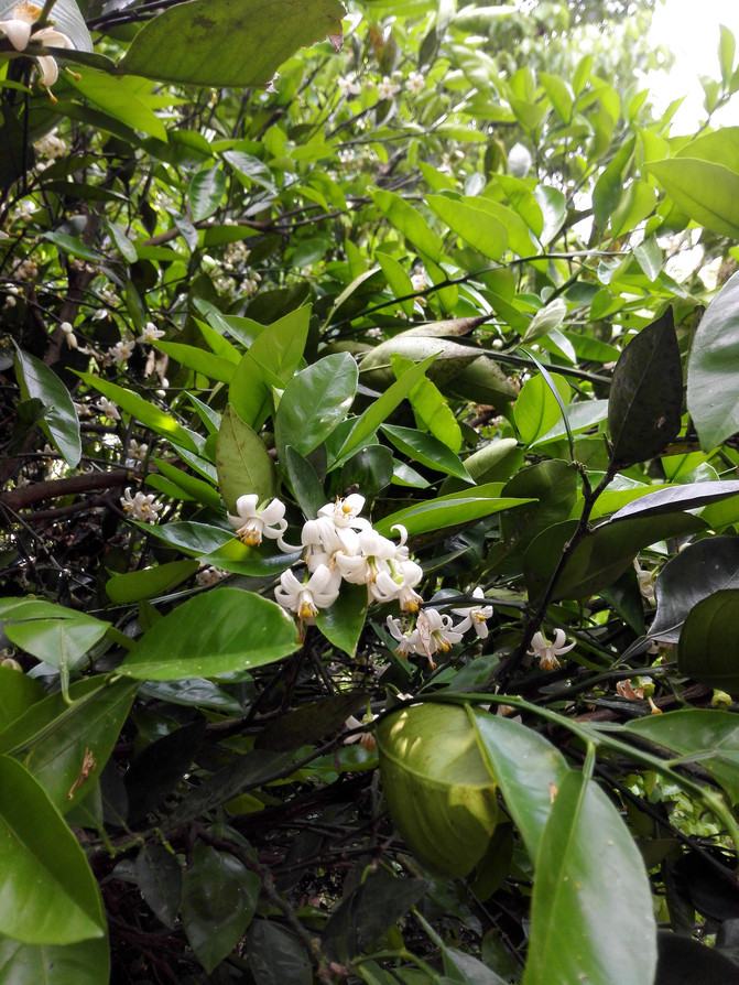 黄果树开花了,散发着阵阵香味,类似于茉莉花,又比茉莉花浓郁些,很好闻