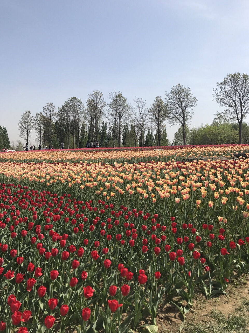 2019北京國際鮮花港_旅遊攻略_門票_地址_遊記點評,順義旅遊景點推薦