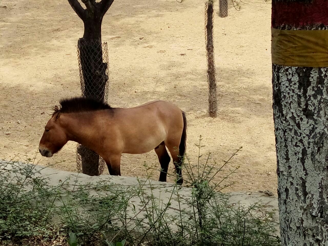 石家莊市動物園