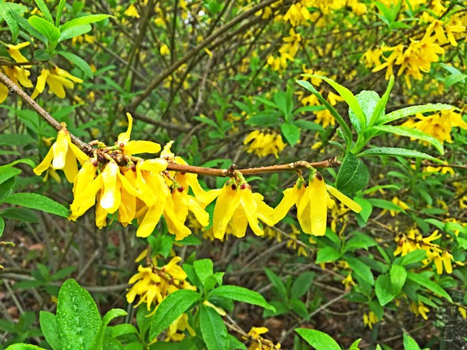 流水落花春去也,四月东京(浅草寺、新宿、皇居