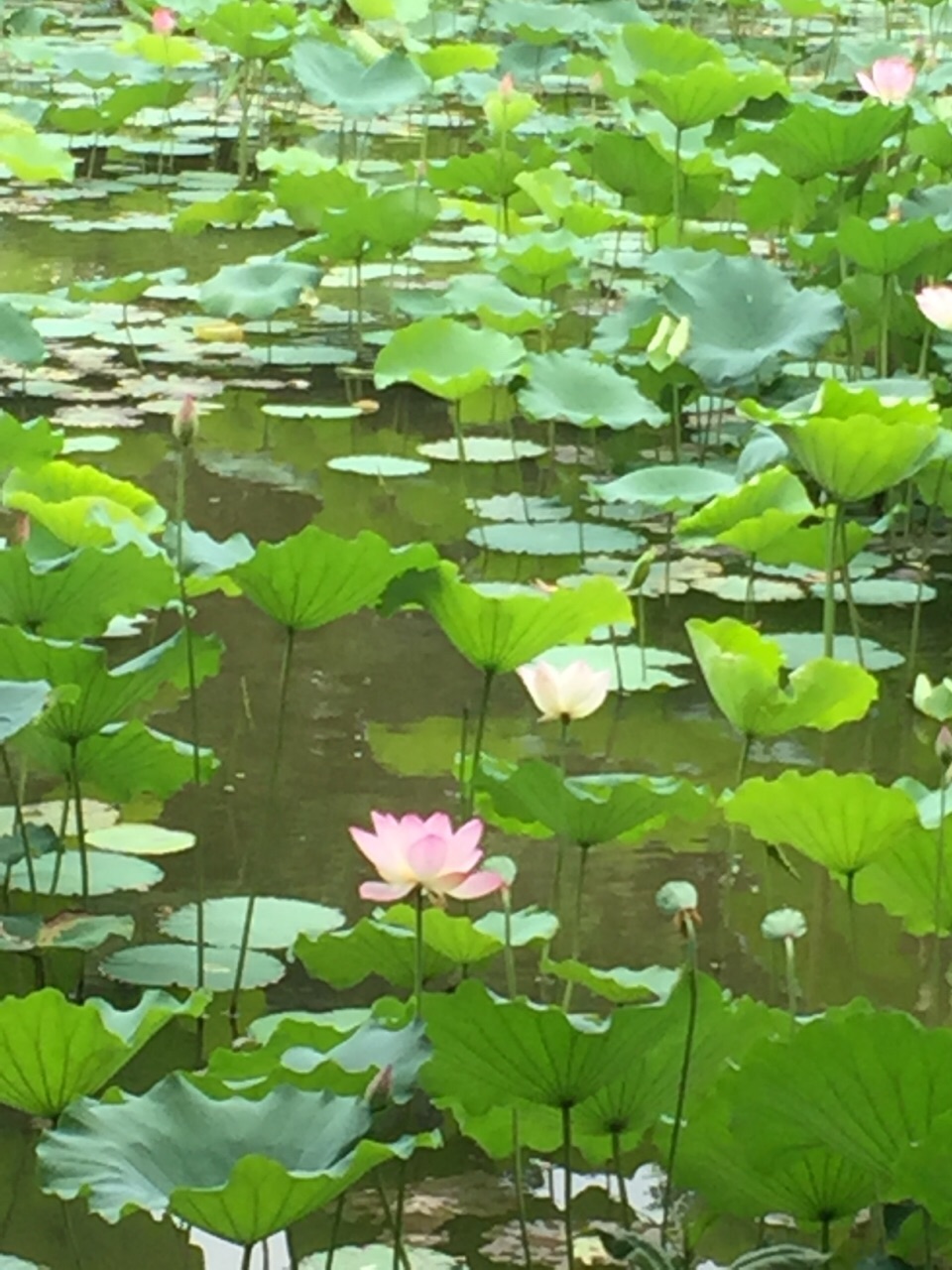 池塘里荷花绽放,环境幽雅,摄影师镜头捕捉美景.