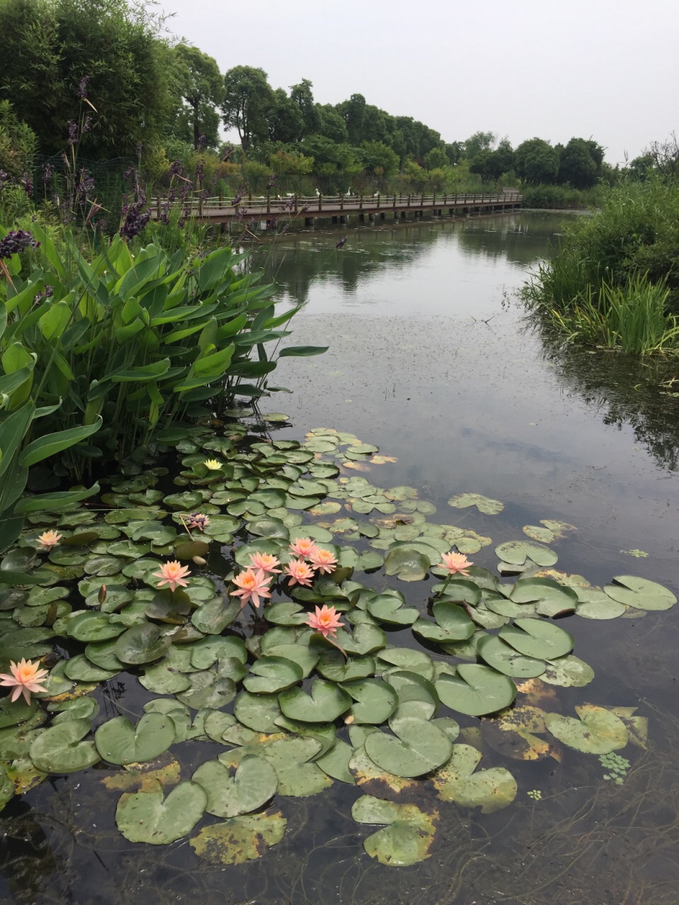 苏州水八仙生态园图片