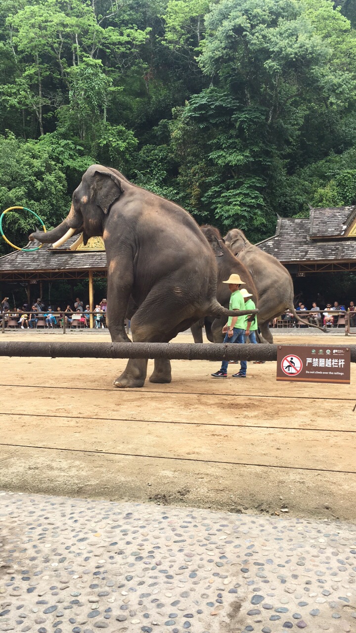 【攜程攻略】西雙版納野象谷景點,去野象谷看了大象表演,很多美麗的