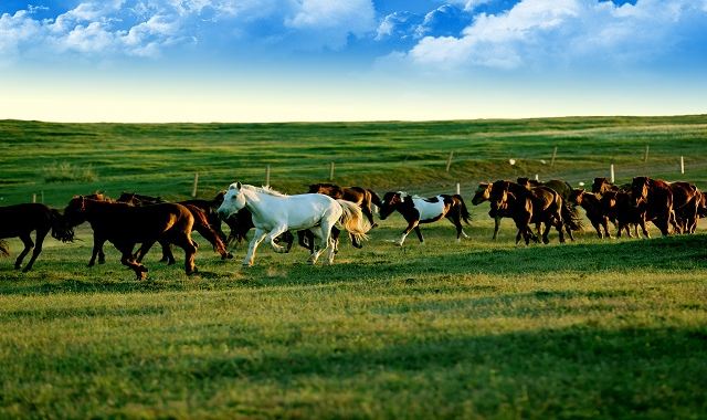 鄂尔多斯大草原