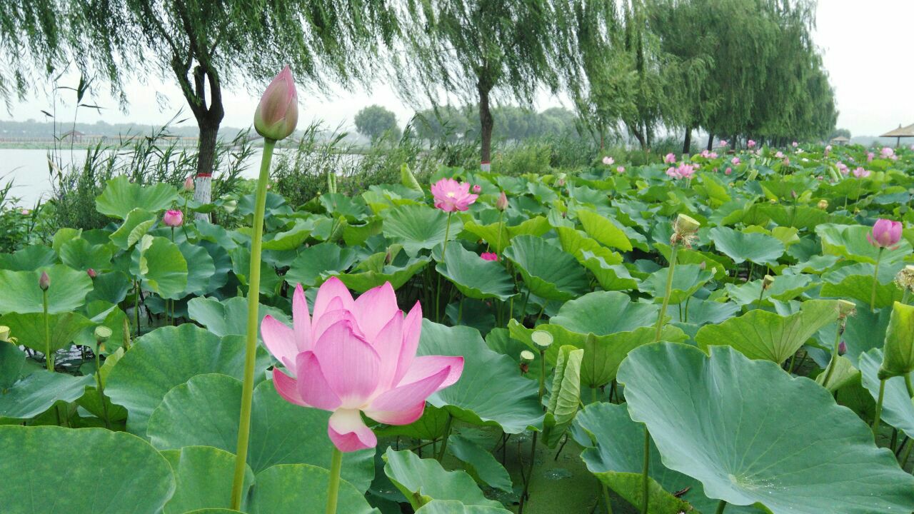 荷花大观园