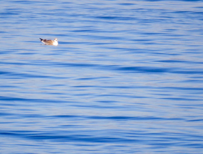诺大的湖面上,怎么才有这一只水鸟起伏水上.