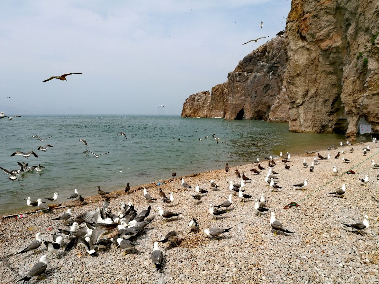 榮成海驢島好玩嗎,榮成海驢島景點怎麼樣_點評_評價【攜程攻略】