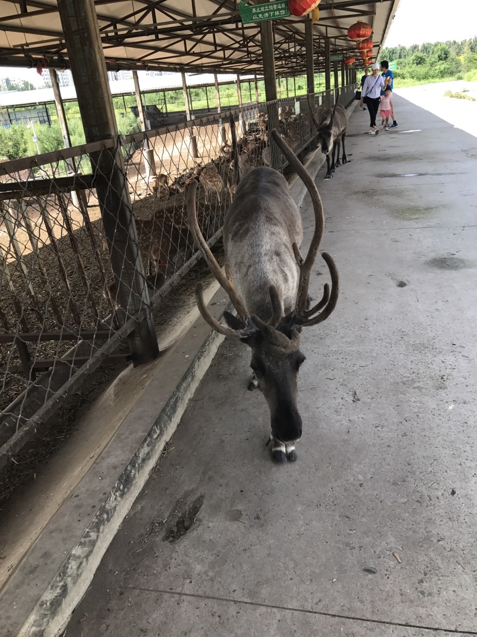 北京鹿世界牧场图片