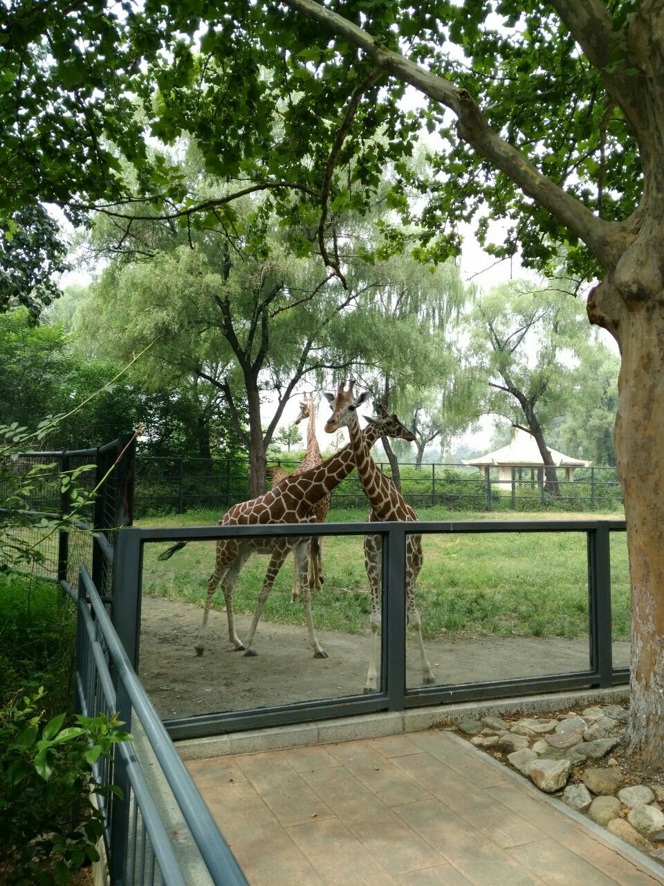 2023濟南動物園遊玩攻略,天氣涼爽,很適宜遊玩.感覺.【去哪兒攻略】