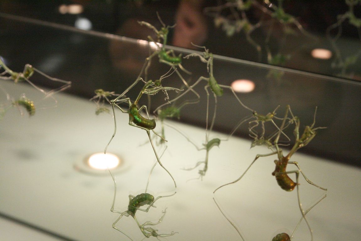 taiwan insect museum