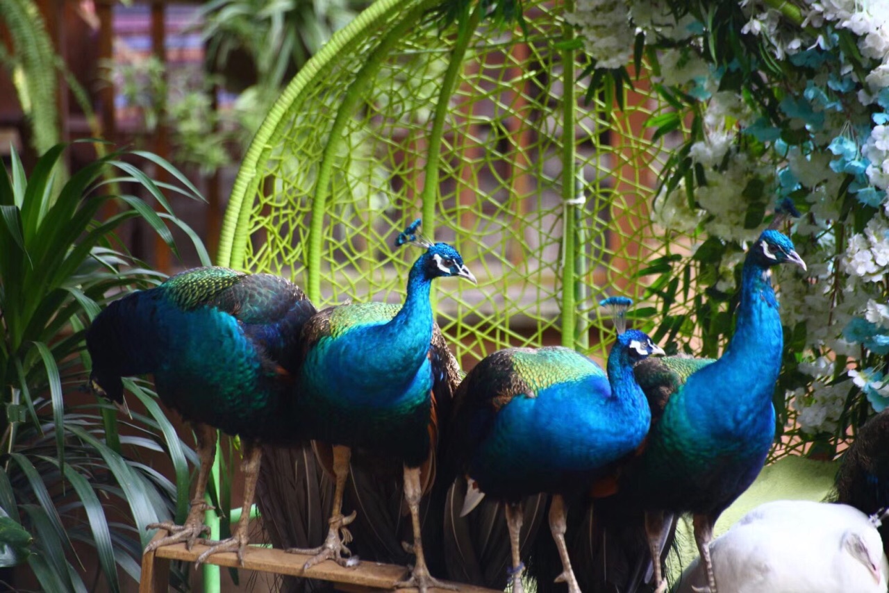 【孔雀摄影图片】热带雨林生态摄影_不油的飞禽世界_太平洋电脑网摄影部落