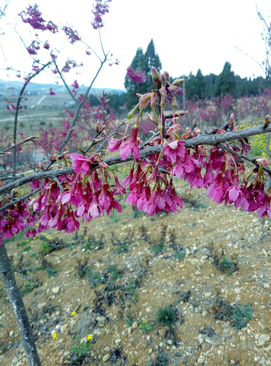 绵阳盛世樱花悠乐谷