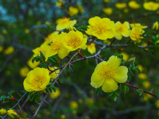 她们香气馥郁,芬芳而不浓烈,芳馨而不轻浮.