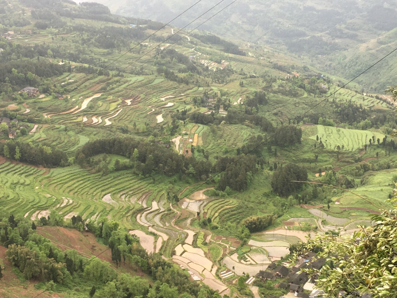 千秋村油菜花观赏基地