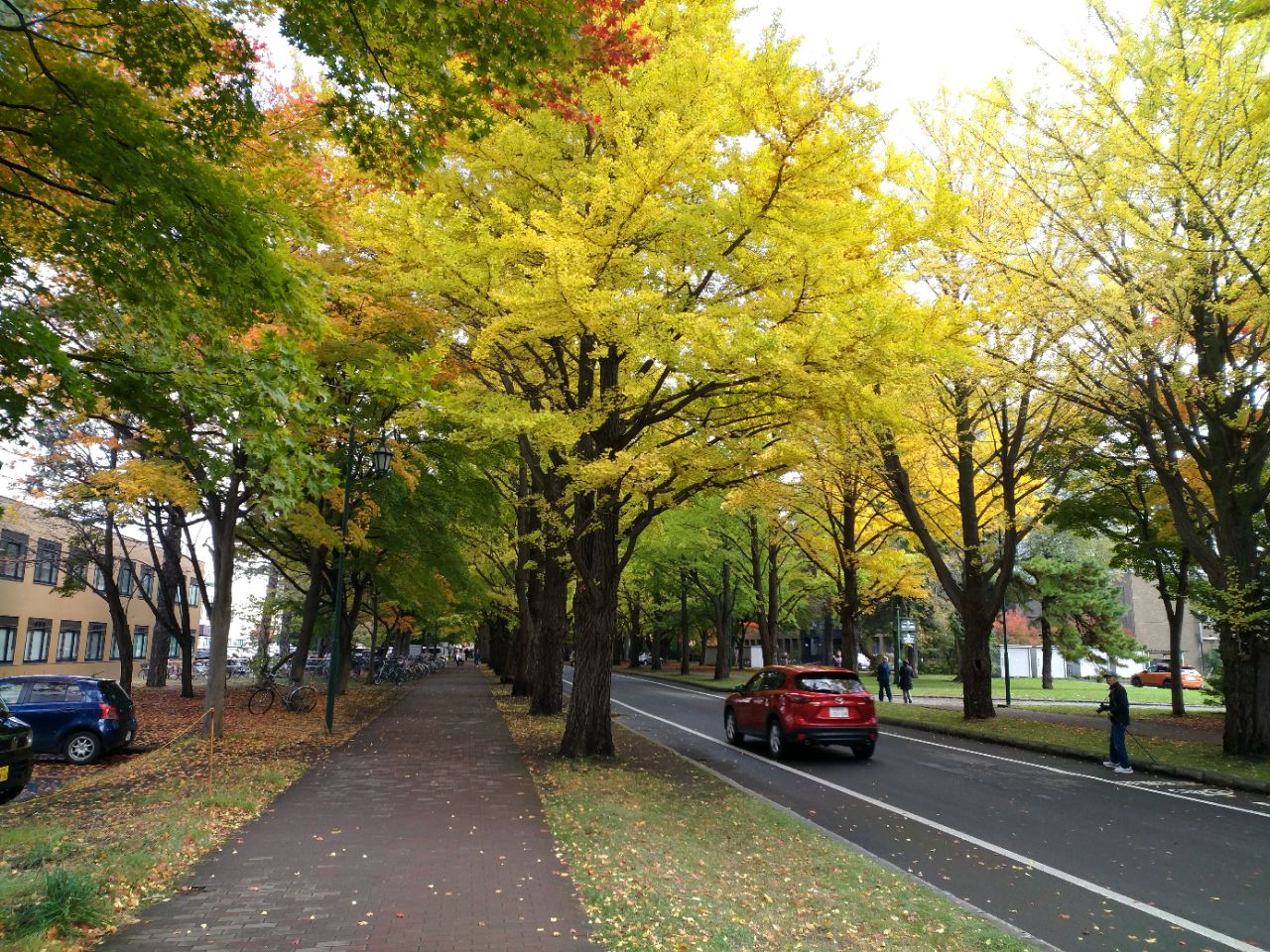 【携程攻略】札幌北海道大学景点,学校距离札幌jr站很近,很漂亮的大学