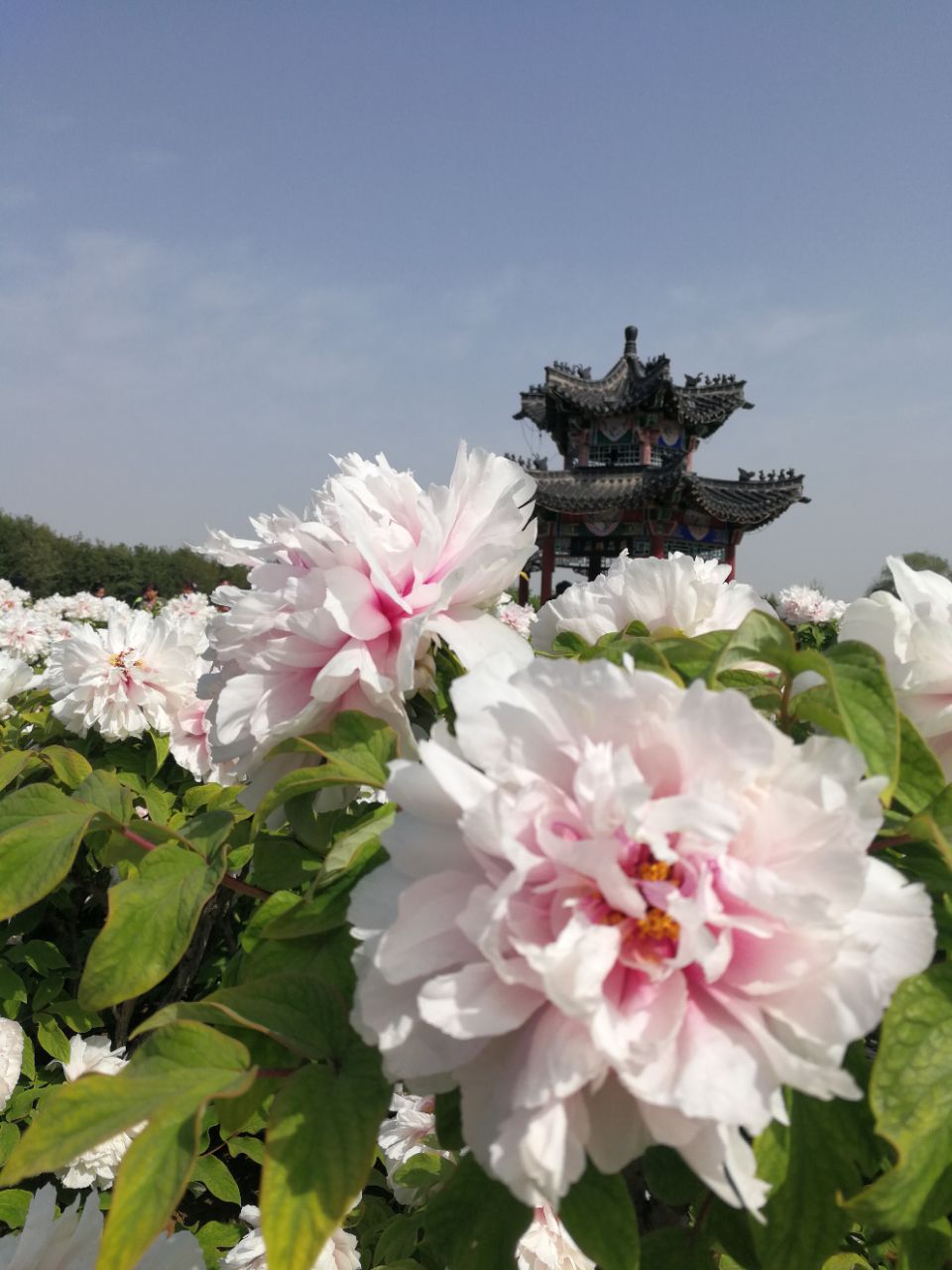 曹州牡丹园景区图片