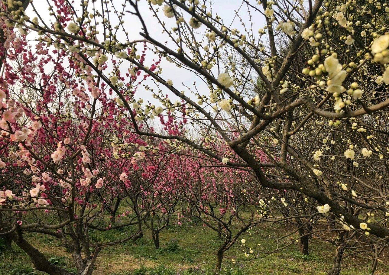 梅花山旅遊景點攻略圖