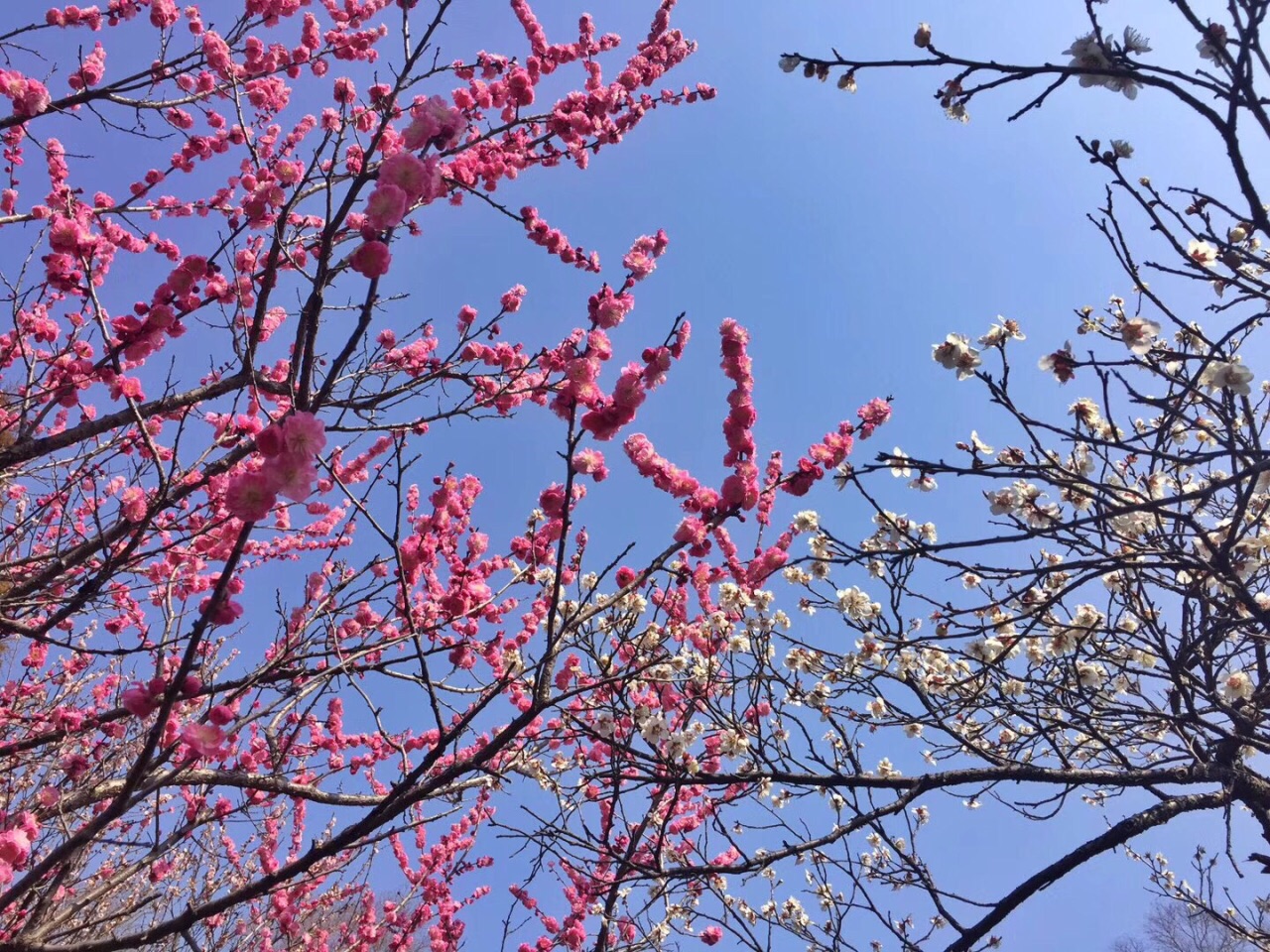 梅花山旅游景点攻略图