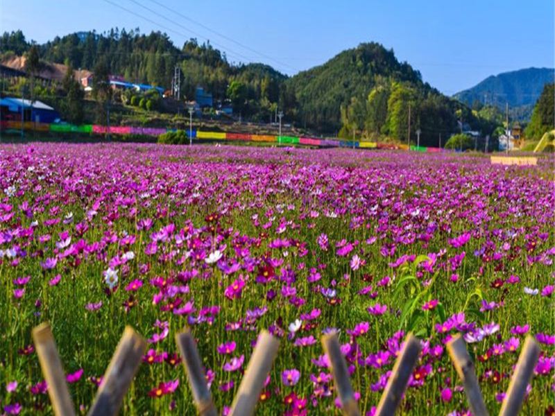 大田桃源裡旅遊度假區花海樂園遊玩攻略-桃源裡旅遊度假區花海樂園