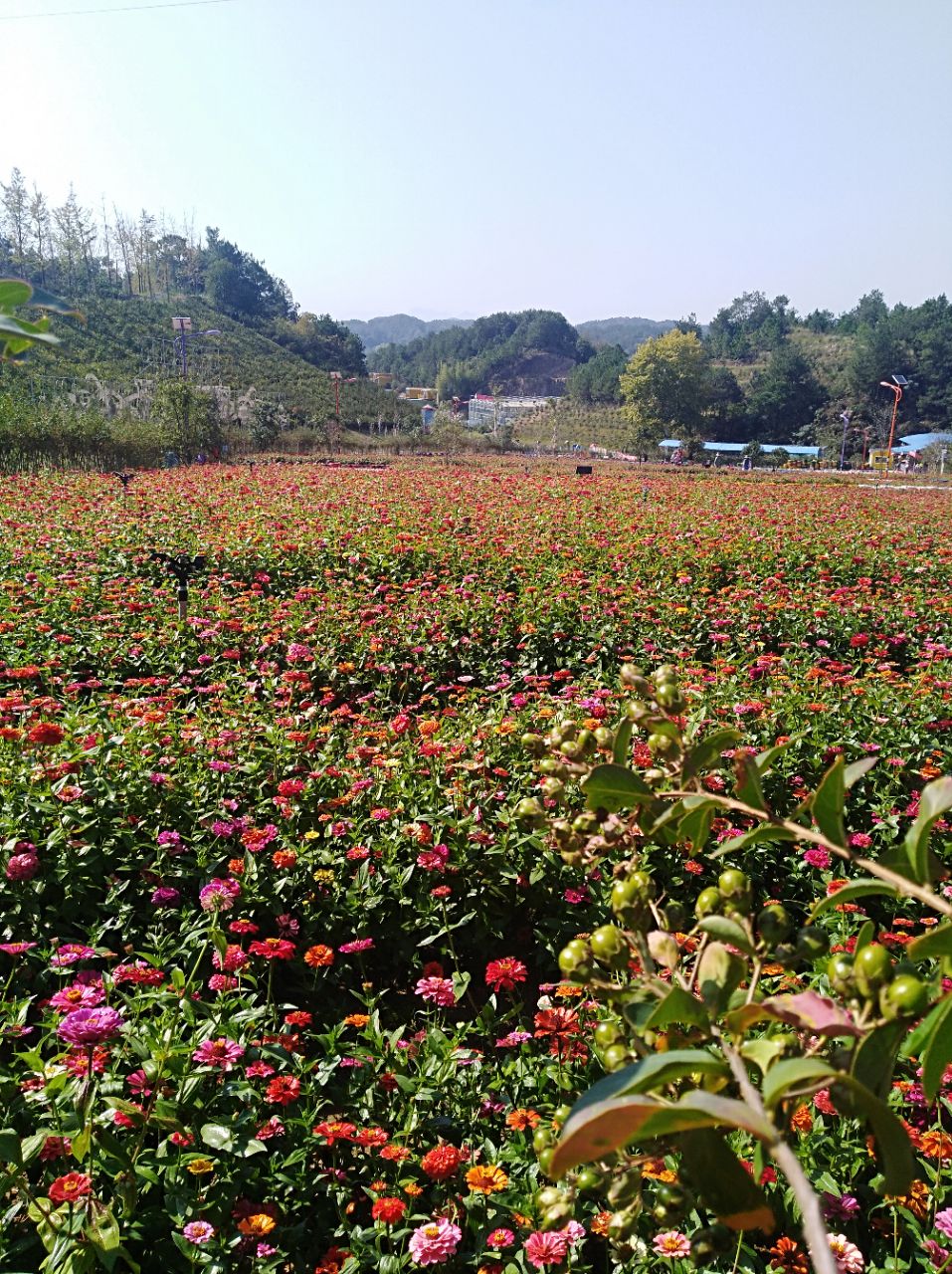 黃岡四季花海中華情園景區好玩嗎,黃岡四季花海中華情園景區景點怎麼