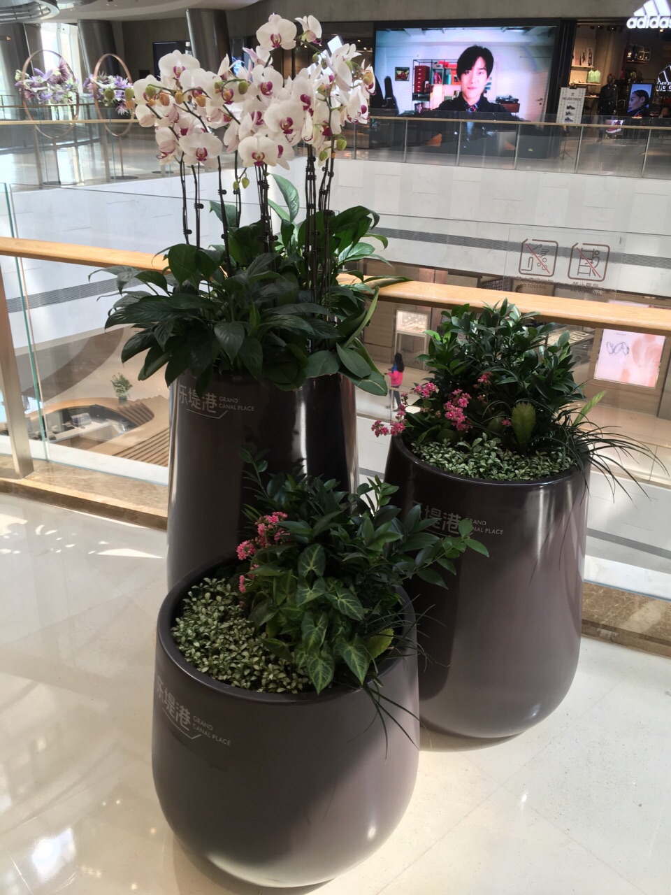 非周末的中午商场没啥人气,只有扶手电梯处的花艺作品泛着欲语还羞的